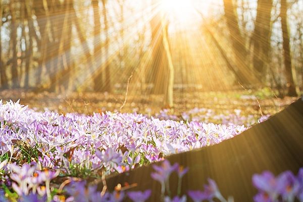 Das Bild zeigt lila Krokusse auf einer Waldwiese, während die Sonne scheint.